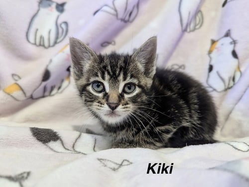 ANIME KITTIES : KIKI