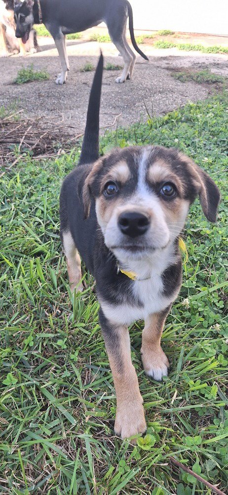 STOOGES : CURLY - Australian Shepherd / Terrier available for adoption