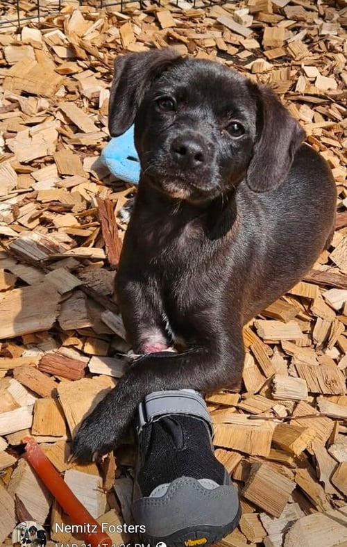 TOH : MIKHAYLA - Dachshund / Beagle available for adoption