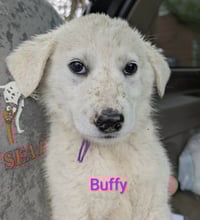 Ruby's Rowdies : Buffy - Photo 1