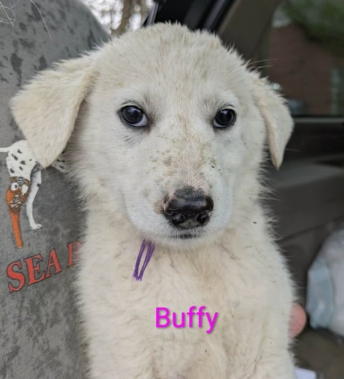 RUBY'S ROWDIES : BUFFY - Great Pyrenees / Golden Retriever available for adoption