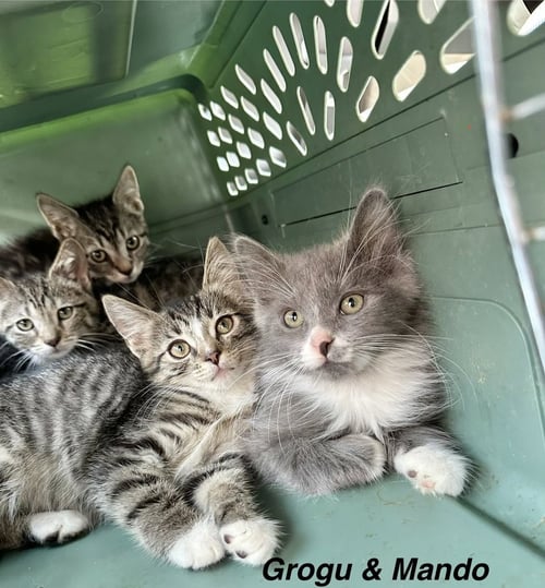 HOGANS : MANDO - Domestic Medium Hair available for adoption