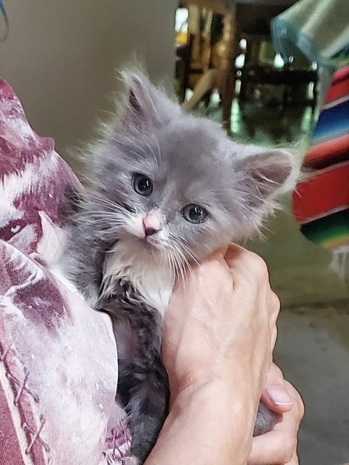 HOGANS : MANDO - Domestic Medium Hair available for adoption