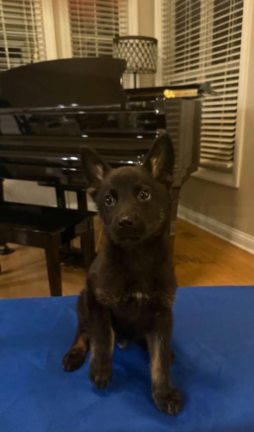 MARVEL BROS : LOKI - German Shepherd Dog available for adoption