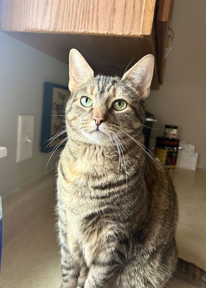 AP : POOT - Domestic Short Hair available for adoption