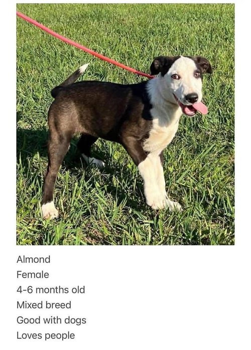 ALMOND - Labrador Retriever / Border Collie available for adoption