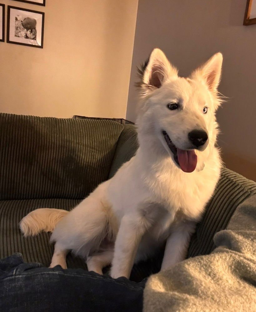 KENTUCKY COUNTY : RASCAL - Australian Shepherd / Great Pyrenees available for adoption