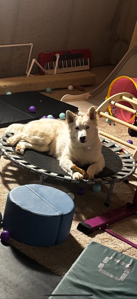 Kentucky County : Rascal - Photo 4