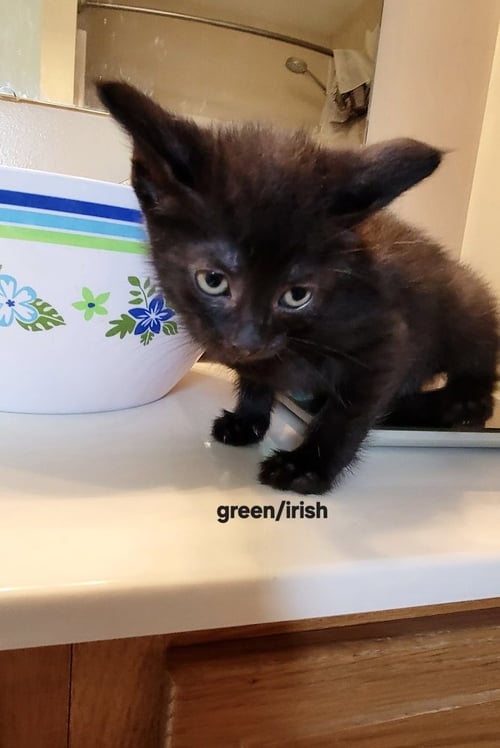 WHISKY NIPS : IRISH - Domestic Short Hair available for adoption