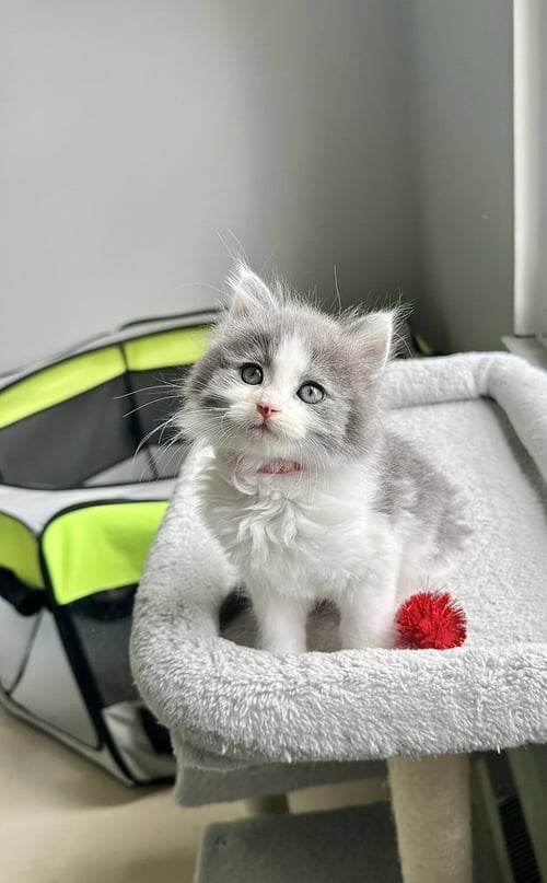 WALNUT KITTIES : PUFFBALL - Domestic Long Hair available for adoption