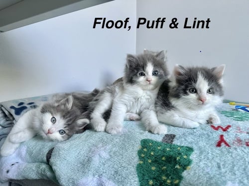 WALNUT KITTIES : PUFFBALL - Domestic Long Hair available for adoption