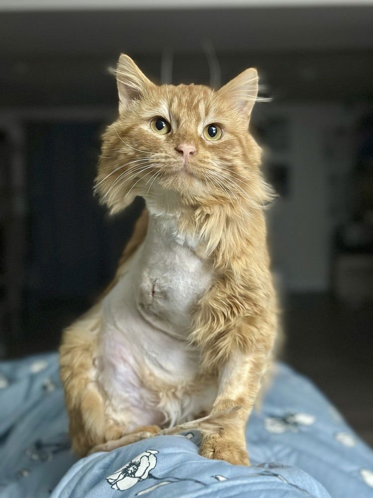 SAM KITTY - Domestic Long Hair available for adoption