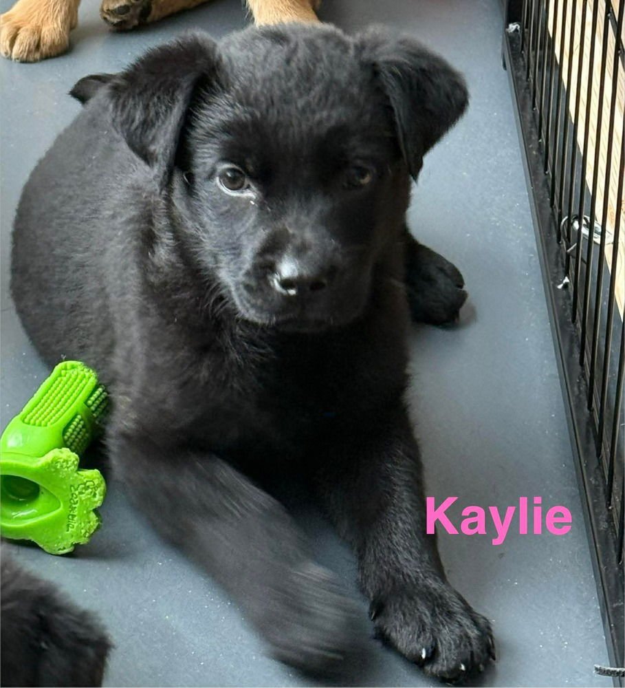 LUCKY LASSIES :  KAYLIE - Labrador Retriever / Australian Shepherd available for adoption