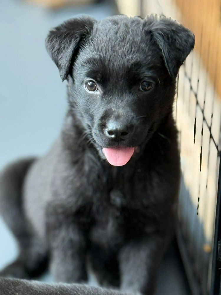 LUCKY LASSIES :  KAYLIE - Labrador Retriever / Australian Shepherd available for adoption