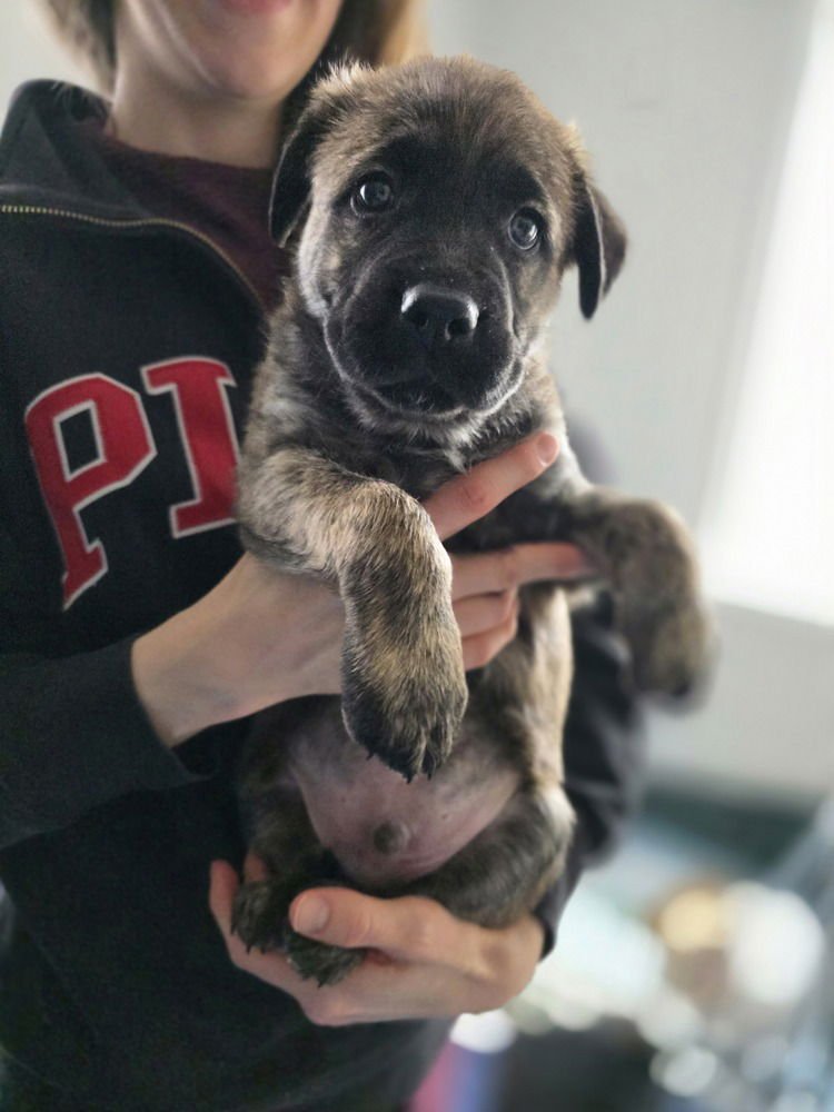 LADYBIRDS : TEX - Catahoula Leopard Dog / Australian Shepherd available for adoption