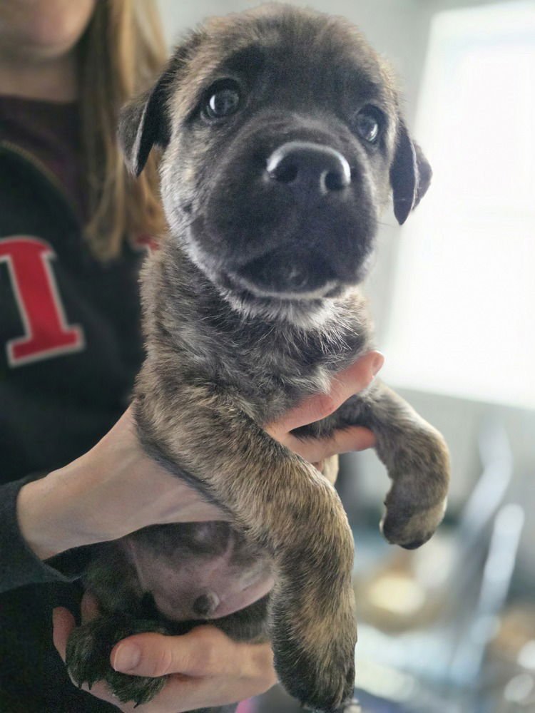 LADYBIRDS : TEX - Catahoula Leopard Dog / Australian Shepherd available for adoption
