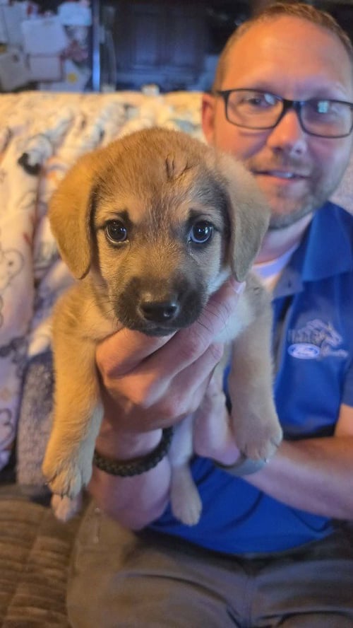 MOWGLI - Dachshund / Terrier available for adoption