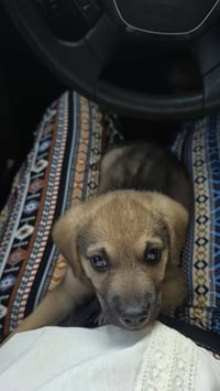 Mowgli - Photo 3