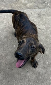 And Paws : Andre - Photo 4