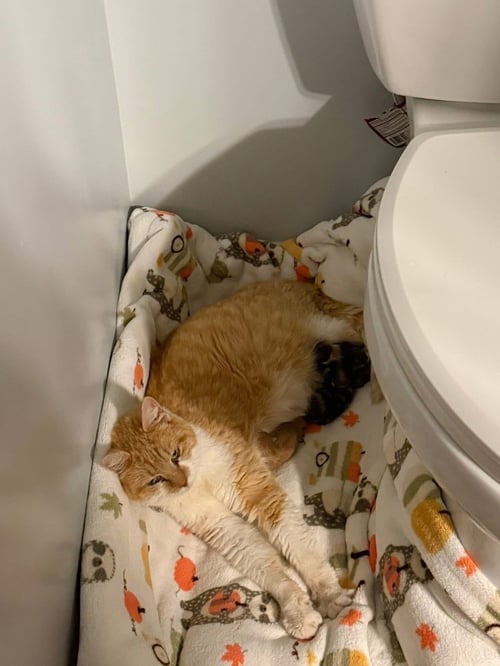 PRINCESS PEACH KITTY - Domestic Short Hair available for adoption