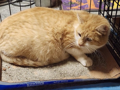 PRINCESS PEACH KITTY - Domestic Short Hair available for adoption