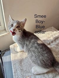 Neverland Kitties : Smee - Photo 1