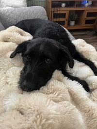 Bow Wow Bunch : Mac - Photo 3