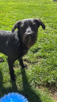 Bow Wow Bunch : Mac - Photo 4