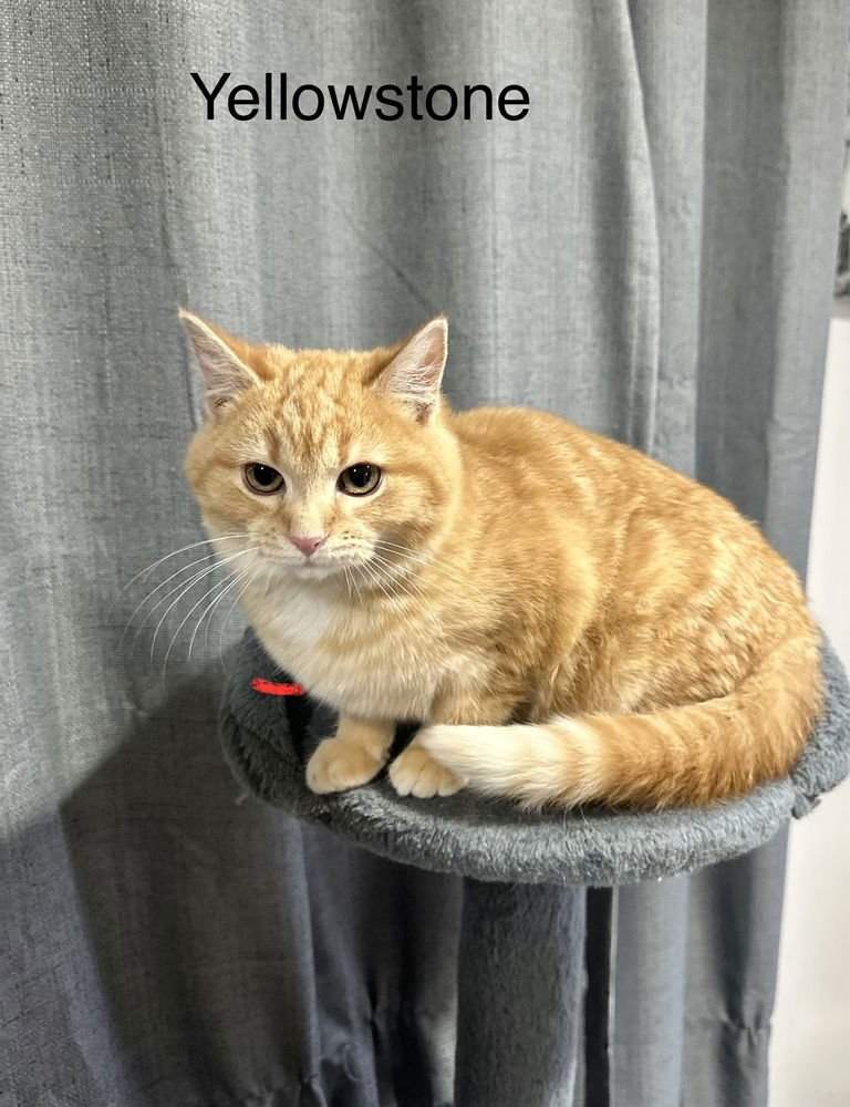 SHELS : YELLOWSTONE - Domestic Short Hair available for adoption
