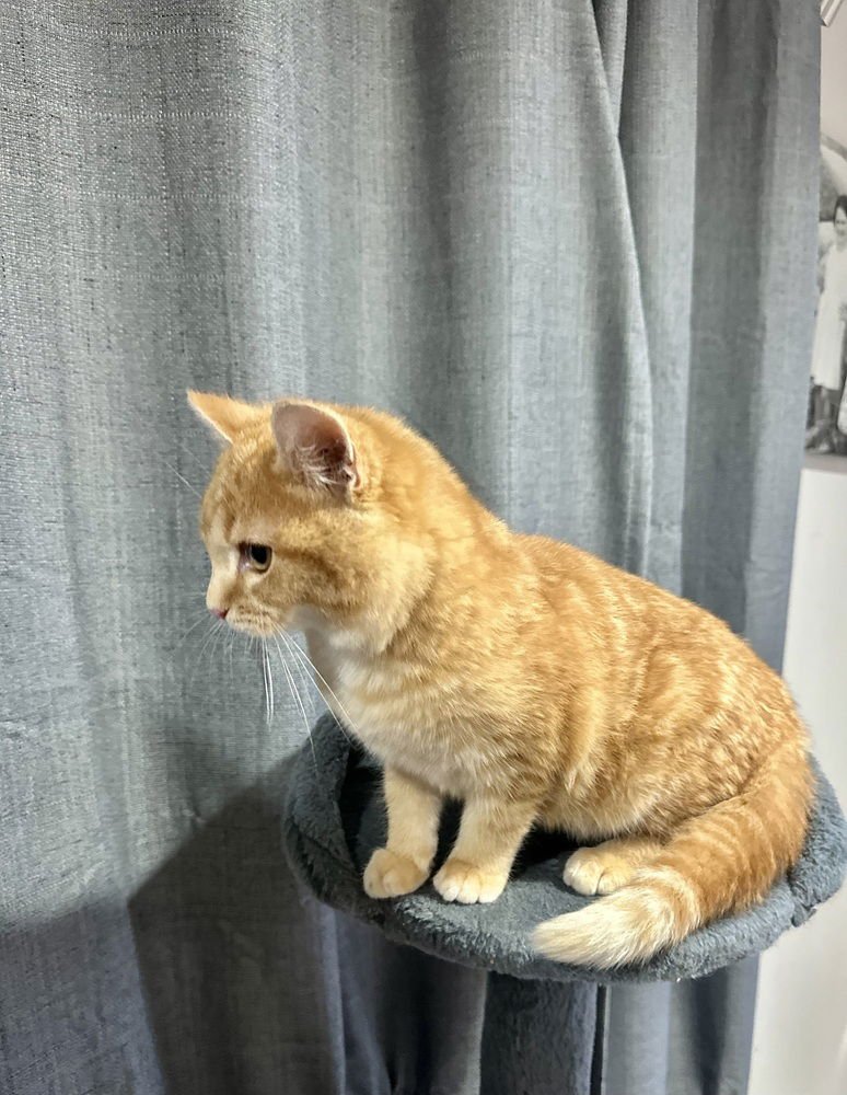 SHELS : YELLOWSTONE - Domestic Short Hair available for adoption