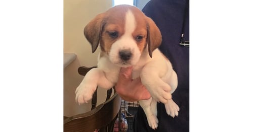 HORSING AROUND : TIM TAN - Terrier / Beagle available for adoption