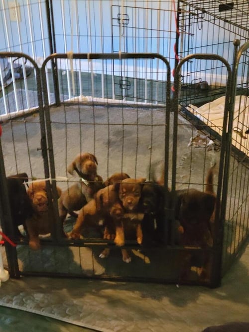 MOTHERS CRAVING : CUPCAKE - Dachshund / Beagle available for adoption