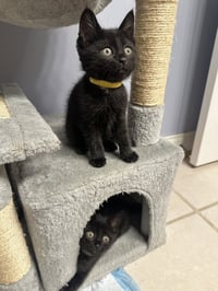 Copacabana Cats :  Lola - Photo 1