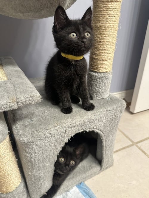 COPACABANA CATS :  LOLA - Domestic Short Hair available for adoption