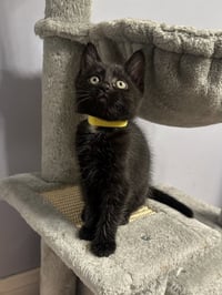 Copacabana Cats :  Lola - Photo 2