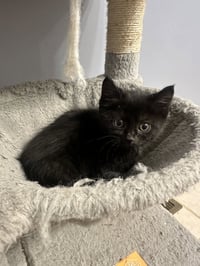Copacabana Cats :  Lola - Photo 3