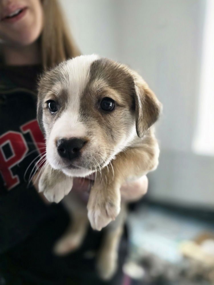 LADYBIRDS : ROGUE - Catahoula Leopard Dog / Australian Shepherd available for adoption