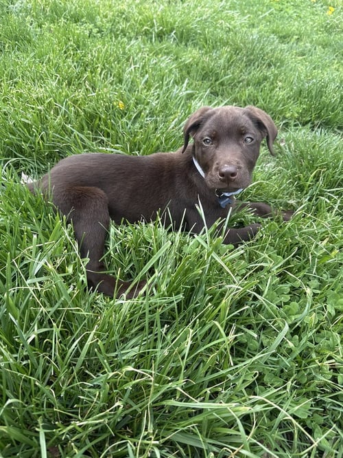 CHOCO CHINGS : DOTTIE - Labrador Retriever available for adoption