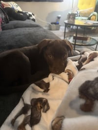 Choco Chings : Dottie - Photo 3