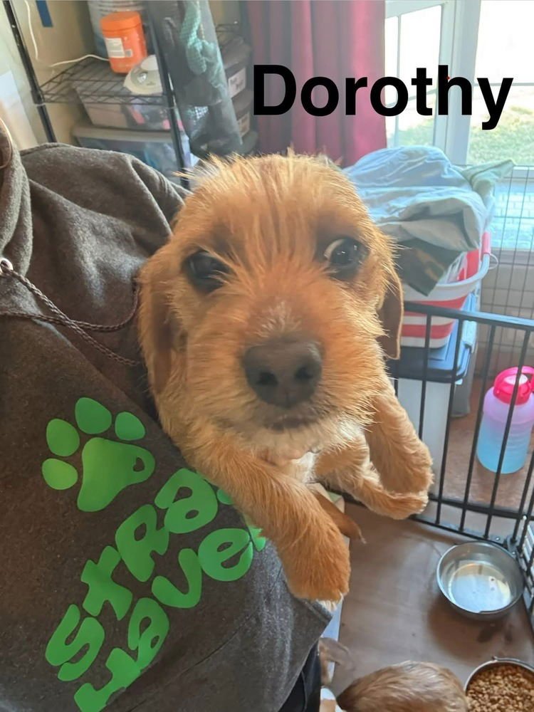 GOLDEN GIRLIES : DOROTHY - Beagle / Yorkshire Terrier Yorkie available for adoption
