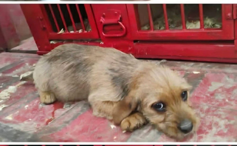 GOLDEN GIRLIES : DOROTHY - Beagle / Yorkshire Terrier Yorkie available for adoption