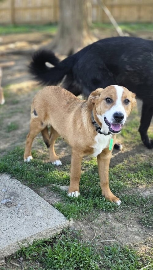MARION BROS : SCOUT - Beagle available for adoption