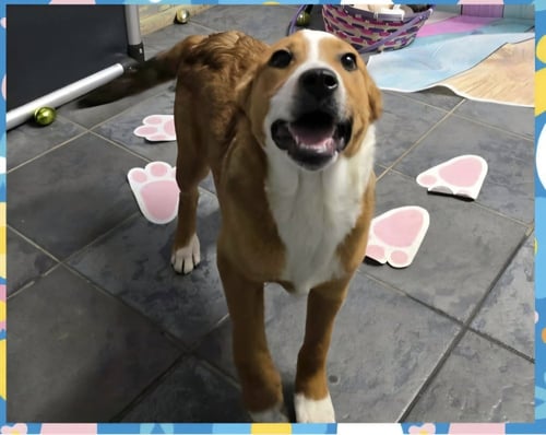 MARION BROS : SCOUT - Beagle available for adoption