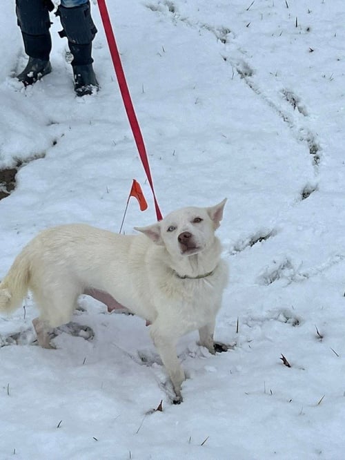 RC BUNNY - Siberian Husky available for adoption