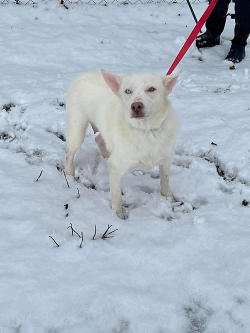 RC BUNNY - Siberian Husky available for adoption