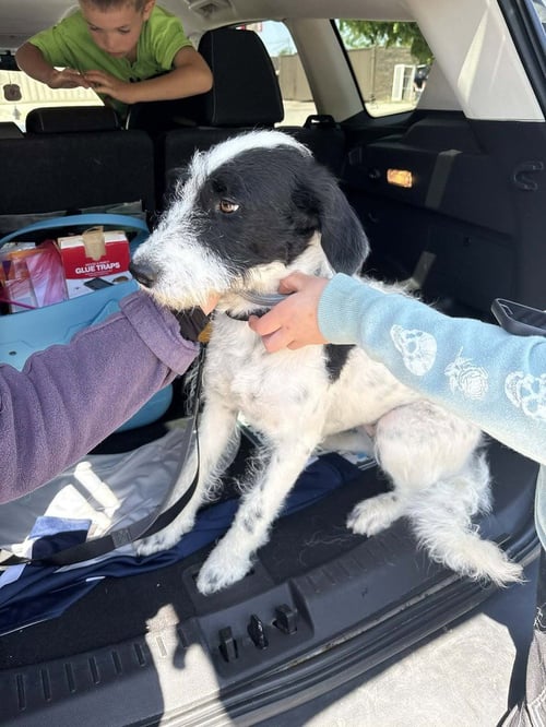 QUEUE - Labrador Retriever / Dalmatian available for adoption