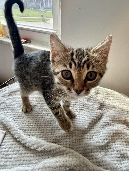 NEVERLAND KITTIES : TIGER LILY - Domestic Short Hair available for adoption