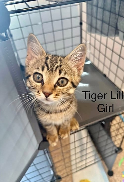 NEVERLAND KITTIES : TIGER LILY - Domestic Short Hair available for adoption