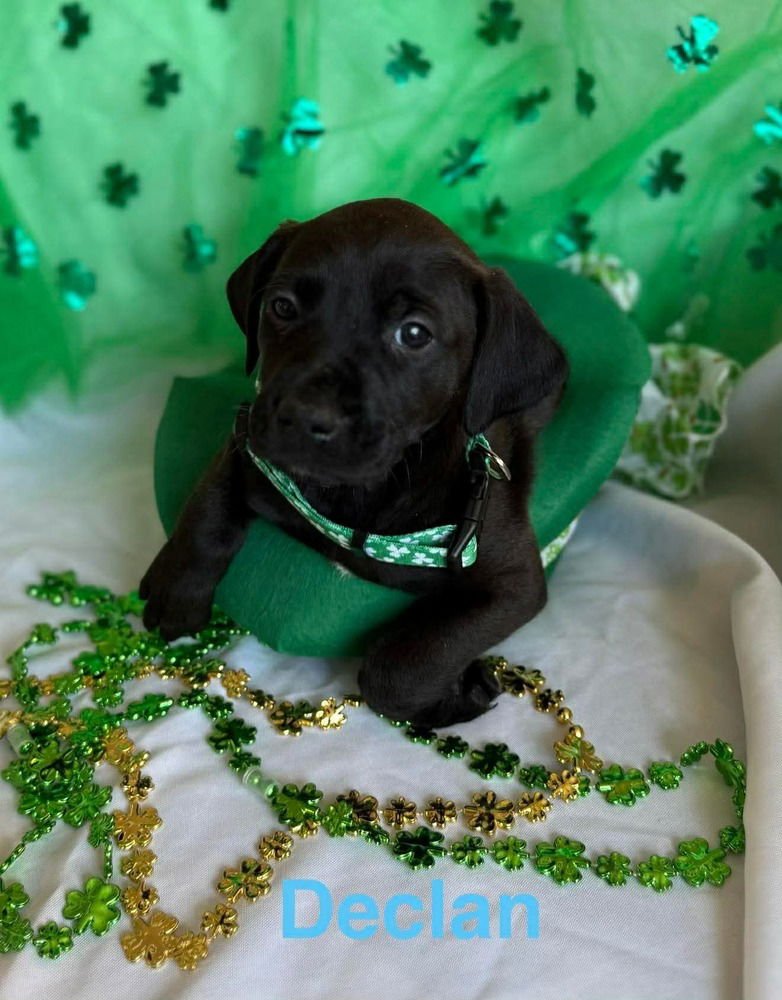 LUCKY CHARMS : DECLAN - Golden Retriever / Labrador Retriever available for adoption