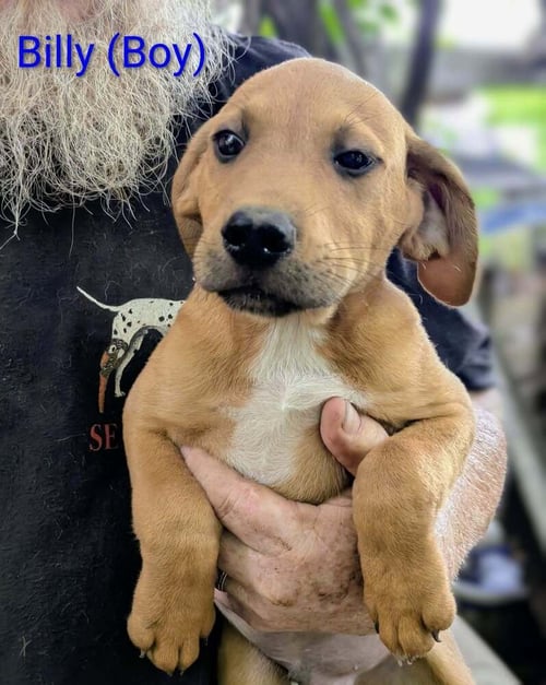 LLP TRIXIE : BILLY - Retriever / Shepherd available for adoption